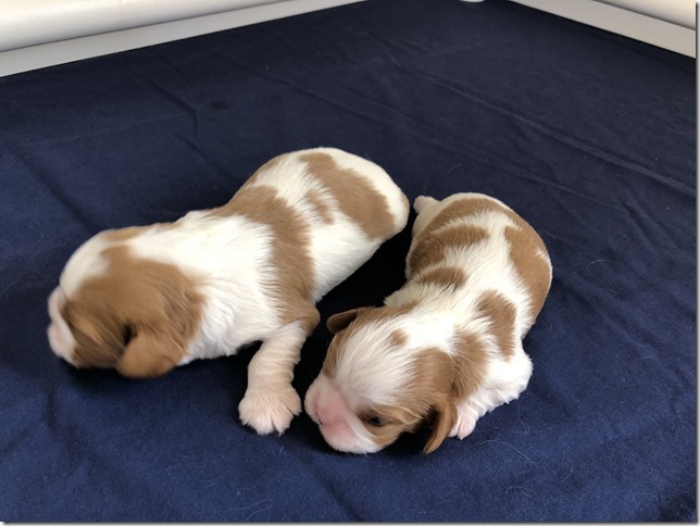 Mindy & King pups April 22nd, 2019