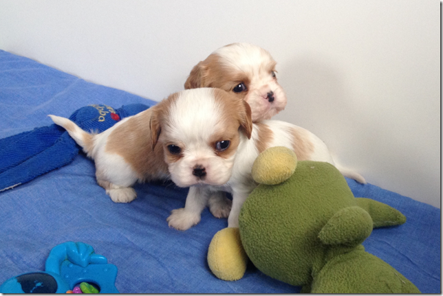 Mindy and King Boys 4.5 weeks old.