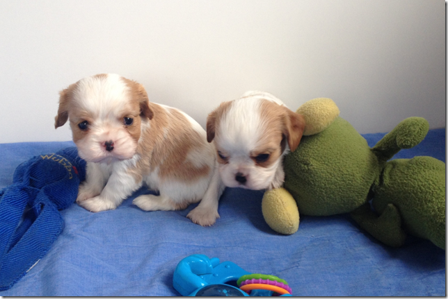 Mindy and King Boys 4.5 weeks old.
