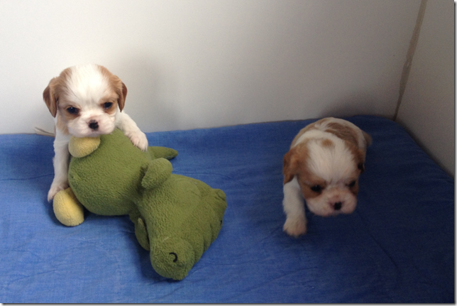 Mindy and King Boys 4.5 weeks old.