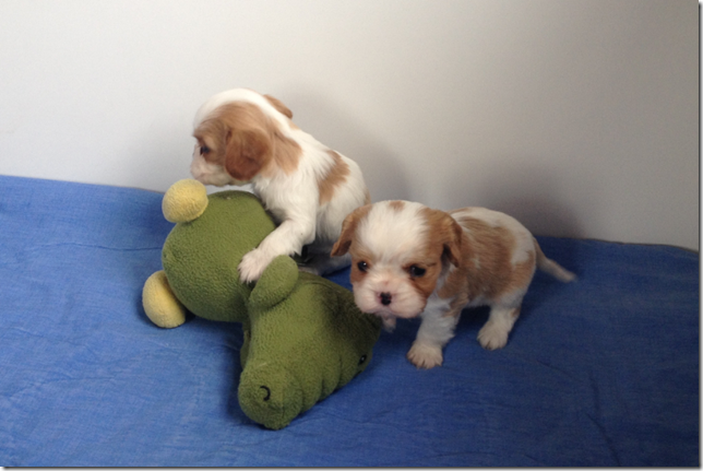 Mindy and King Boys 4.5 weeks old.