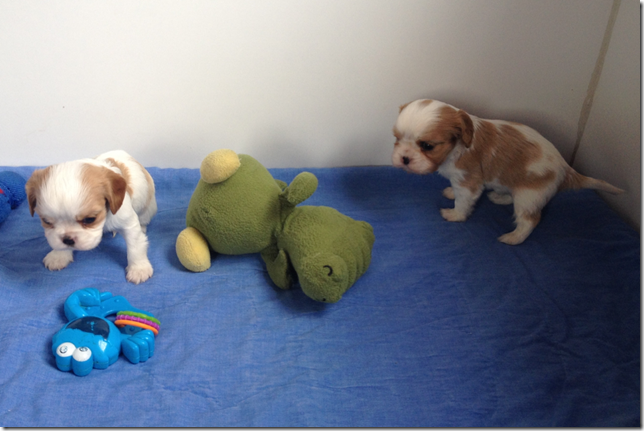 Mindy and King Boys 4.5 weeks old.