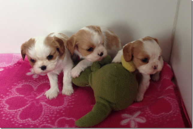 Mindy and King Girls 4.5 weeks old.