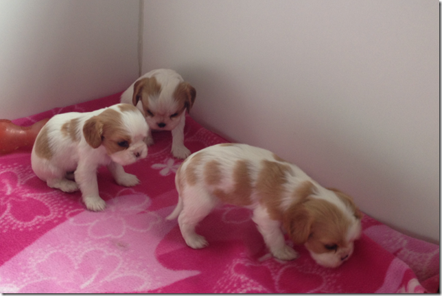 Mindy and King Girls 4.5 weeks old.