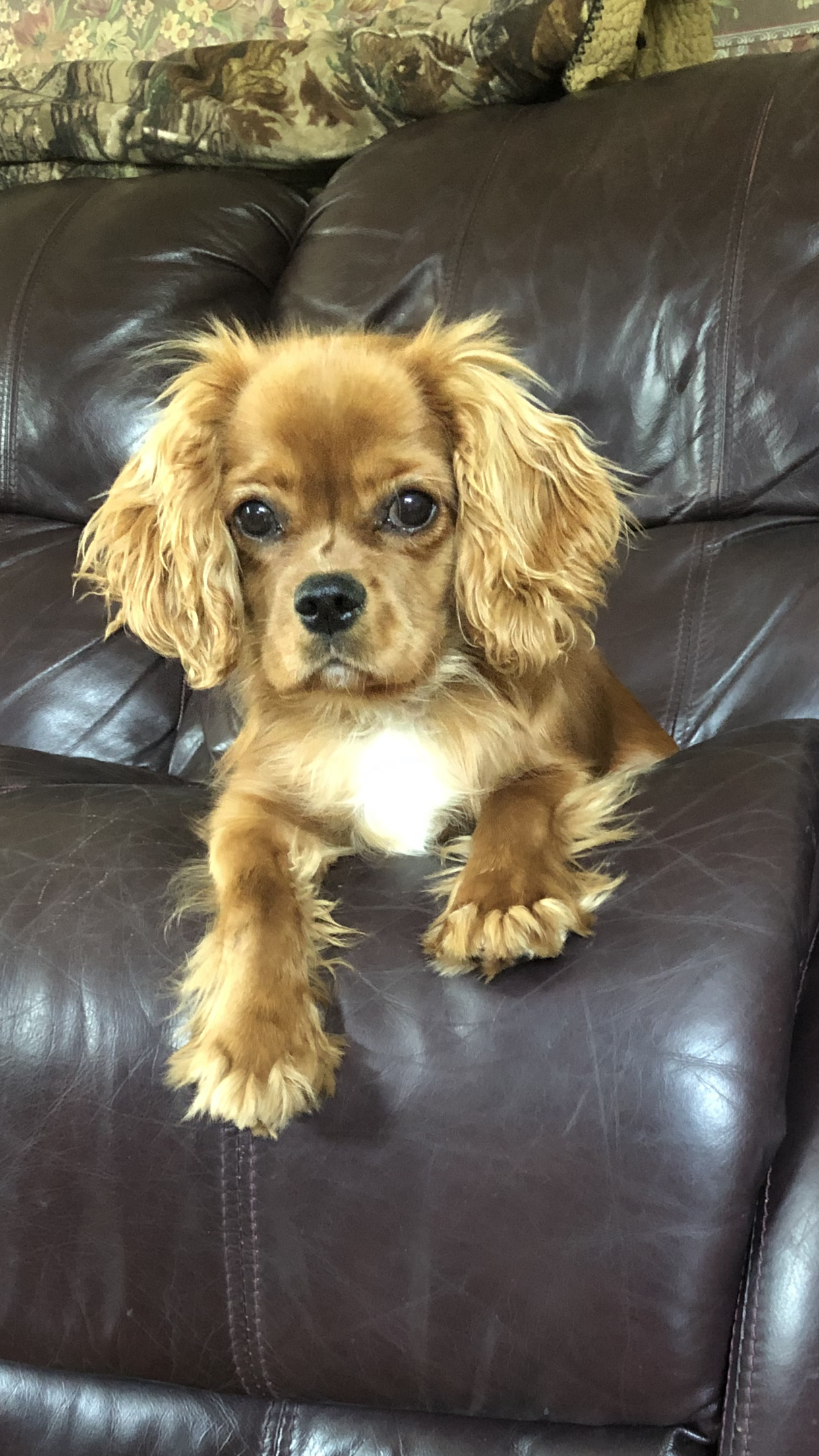 Penny 6 months old