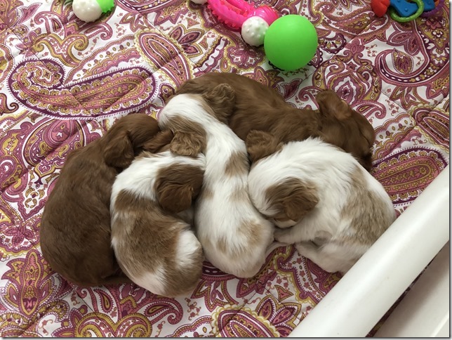 Piper & King Pups 4 weeks old.