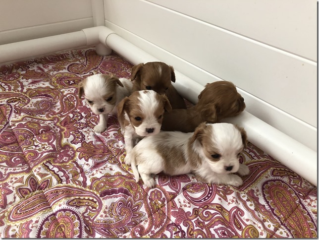 Piper & King Pups 4 weeks old.