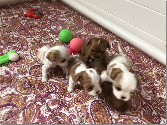Piper & King Pups 4 weeks old.