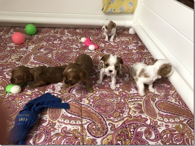 Piper & King Pups 4 weeks old.