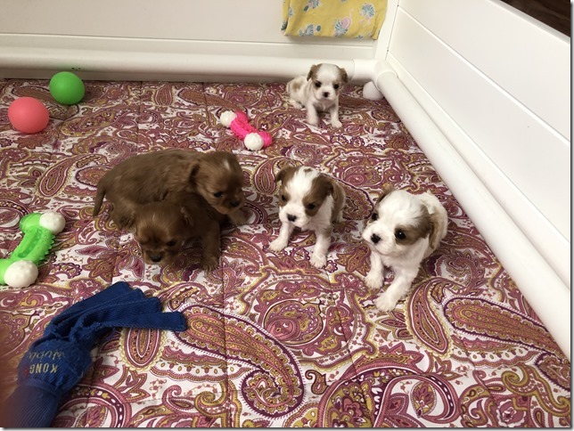 Piper & King Pups 4 weeks old.