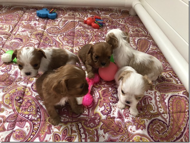Piper & King Pups 4 weeks old.