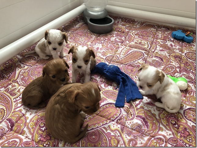 Piper & King Pups 4 weeks old.