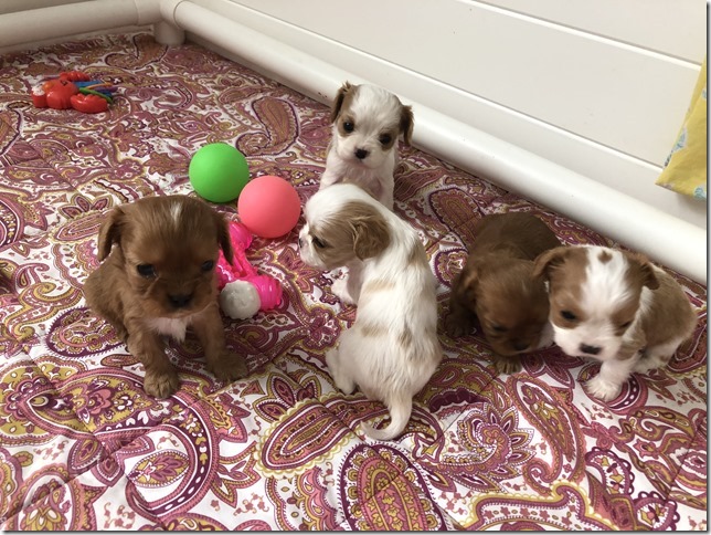 Piper & King Pups 4 weeks old.