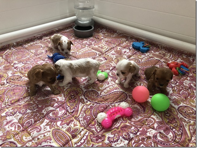 Piper & King Pups 4 weeks old.