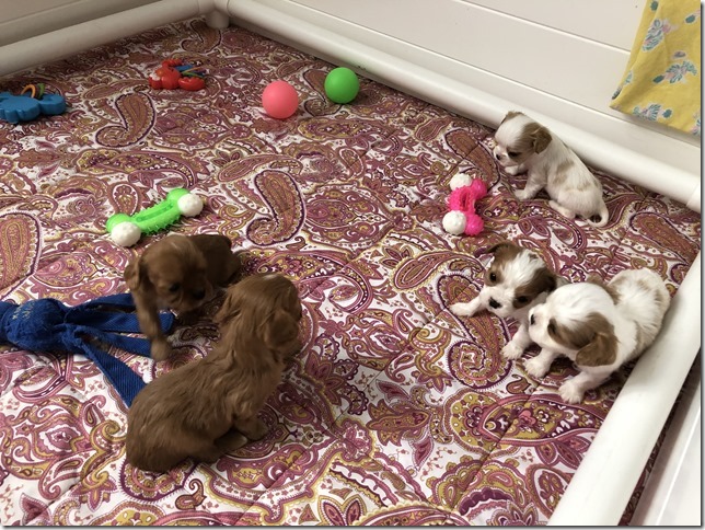Piper & King Pups 4 weeks old.