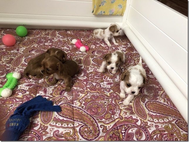 Piper & King Pups 4 weeks old.