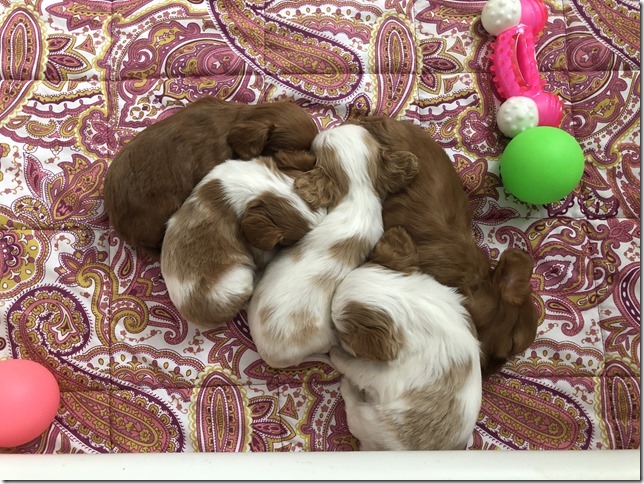 Piper & King Pups 4 weeks old.