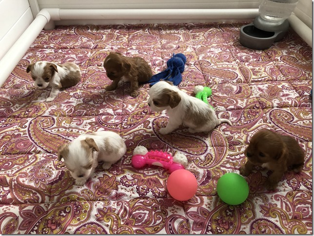 Piper & King Pups 4 weeks old.