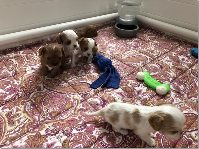 Piper & King Pups 4 weeks old.