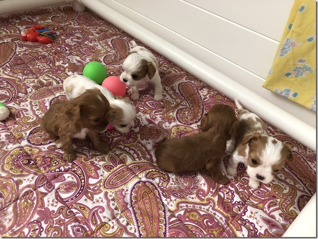 Piper & King Pups 4 weeks old.