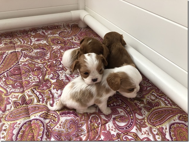 Piper & King Pups 4 weeks old.