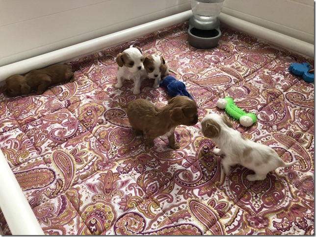 Piper & King Pups 4 weeks old.