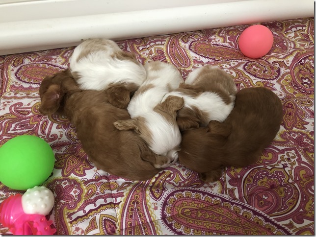 Piper & King Pups 4 weeks old.