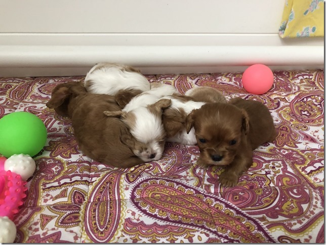Piper & King Pups 4 weeks old.