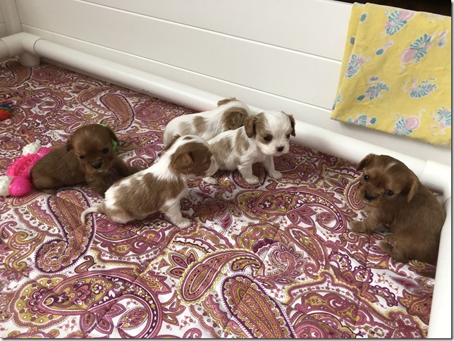 Piper & King Pups 4 weeks old.