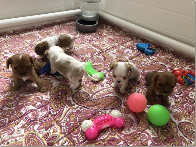 Piper & King Pups 4 weeks old.