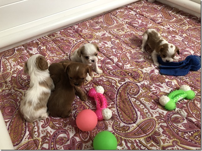 Piper & King Pups 4 weeks old.
