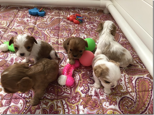 Piper & King Pups 4 weeks old.