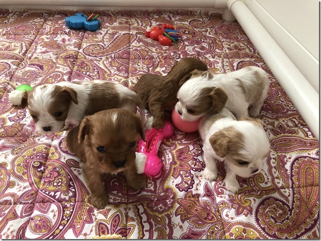 Piper & King Pups 4 weeks old.