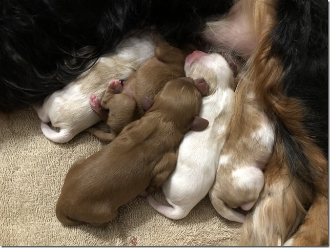 Piper & King Pups only hours old.