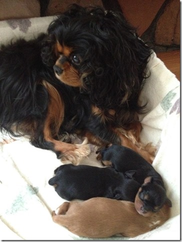 Piper & pups at 2 days old.