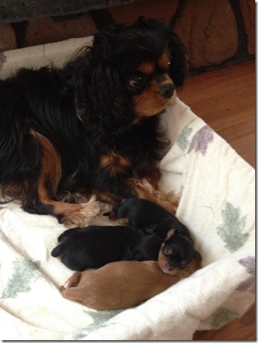 Piper & pups at 2 days old.