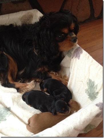 Piper & pups at 2 days old.