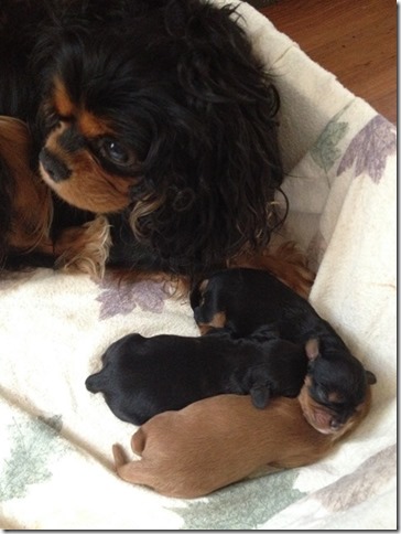 Piper & pups at 2 days old.