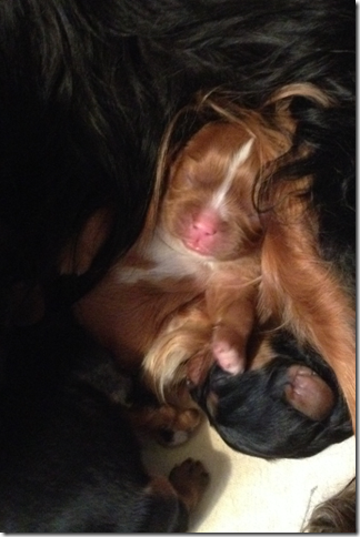 Piper Pups at 3 days old.