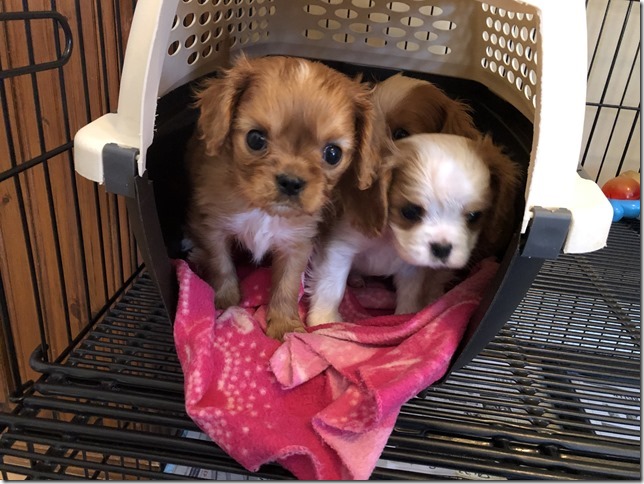 Piper & King Pups 7 weeks old.