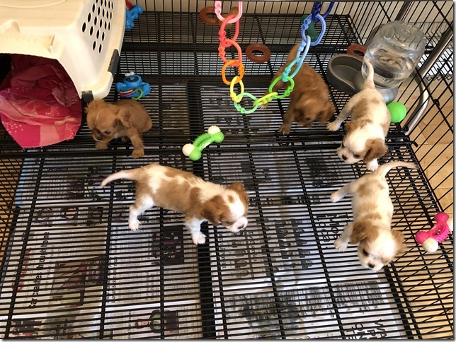 Piper & King Pups 7 weeks old.