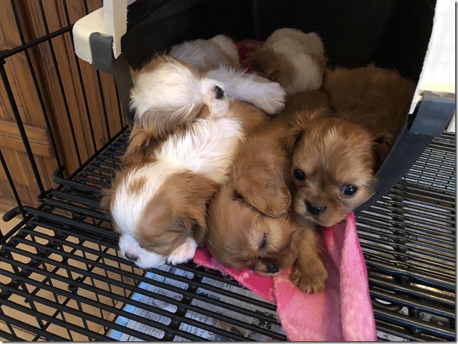 Piper & King Pups 7 weeks old.