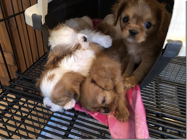 Piper & King Pups 7 weeks old.