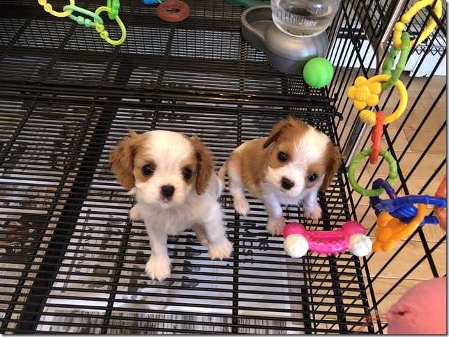 Piper & King Pups 7 weeks old.
