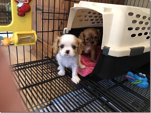 Piper & King Pups 7 weeks old.