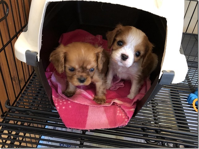Piper & King Pups 7 weeks old.