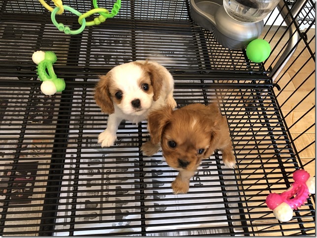 Piper & King Pups 7 weeks old.
