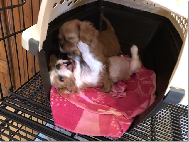 Piper & King Pups 7 weeks old.