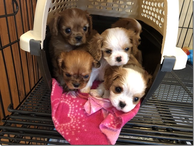 Piper & King Pups 7 weeks old.