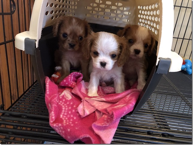 Piper & King Pups 7 weeks old.